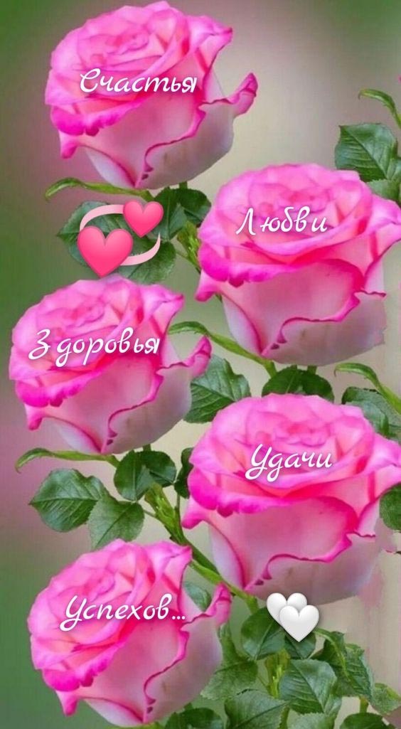 Открытка с пожеланиями на розовых розах.