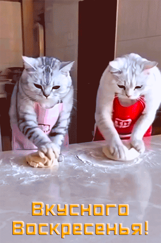 Открытка на воскресенье gif анимационная. Котики на кухне.