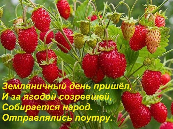 Спелые красные ягоды земляники на кусте с текстом о «Земляничном дне» и сборе урожая. Яркое летнее изображение созревших лесных ягод. Открытка Земляничный день пришел, И за ягодой созревшей, Собирается народ. Отправлялись поутру.