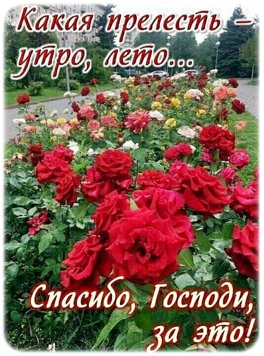 Красивая открытка с красными розами и текстом: «Какая прелесть — утро, лето... Спасибо, Господи, за это!». Идеально для доброго утра и благодарности. Открытка Доброе утро!