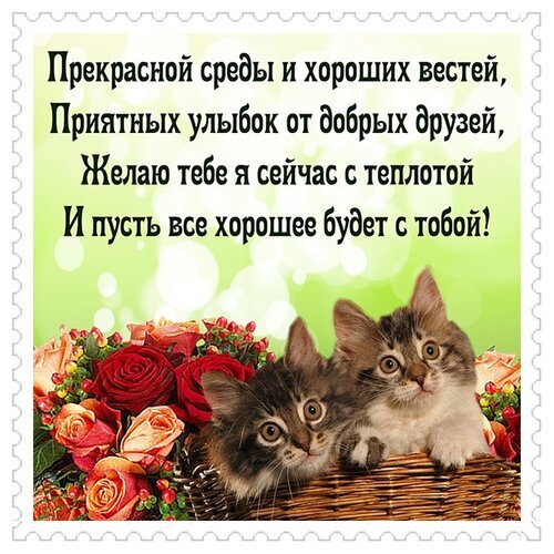 Милая открытка с котятами и розами. Пожелание прекрасной среды, хороших вестей и улыбок друзей на фоне нежных цветов. Идеально для поздравления в мессенджерах. Открытка Прекрасной среды...