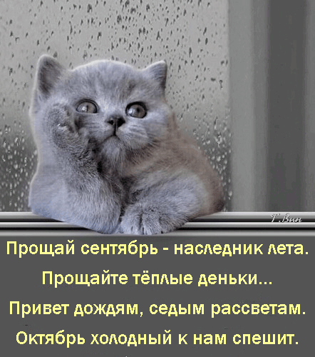 Милый серый котенок у окна с каплями дождя и осенней цитатой: «Прощай, сентябрь... Привет, дождям». Эстетичная картинка для осеннего настроения. Анимированная открытка Прощай сентябрь -наследник лета...