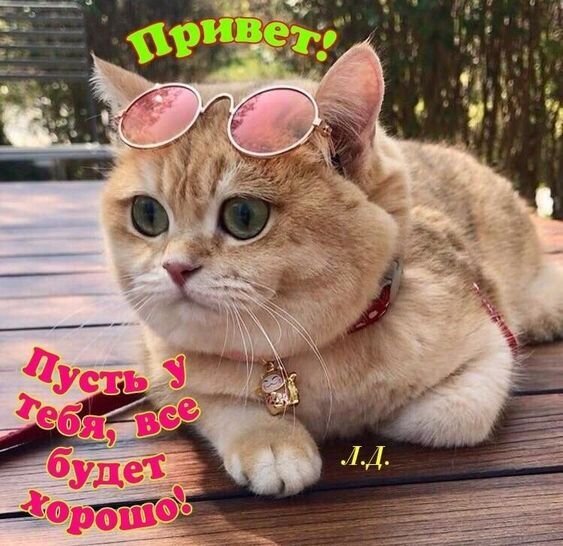 Рыжий кот в розовых очках с добрым пожеланием: «Привет! Пусть у тебя все будет хорошо!». Милая открытка для поднятия настроения и позитива. Открытка Привет! Пусть у тебя все будет хорошо!