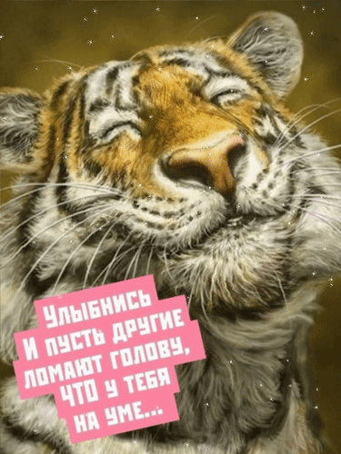 Забавная картинка с улыбающимся тигром и мотивирующей надписью: «Улыбнись и пусть другие ломают голову, что у тебя на уме...». Позитивная открытка для настроения. Анимированная открытка Улыбнись. И пусть другие ломают голову, что у тебя на уме...
