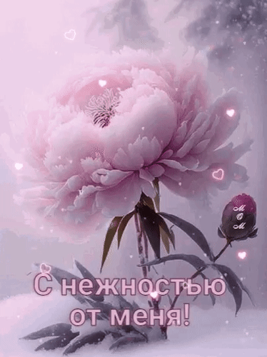 Нежная открытка с розовым пионом и сердечками. Надпись: С нежностью от меня!. Идеально для романтического поздравления и передачи теплых чувств. Анимированная открытка С нежностью от меня!