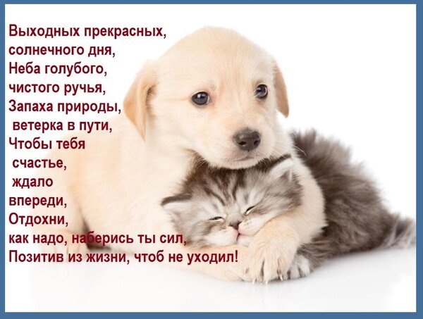 Милая открытка с котенком и щенком: пожелание прекрасных выходных, солнечного дня и позитива. Идеально для отправки друзьям и близким! Открытка Выходных прекрасных, солнечного дня, Неба голубого, чистого ручья, Запаха природы, ветерка в пути, Ч