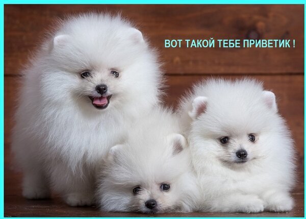 Три пушистых белых щенка померанского шпица с надписью Вот такой тебе приветик!. Милая картинка с очаровательными собаками для открыток и обоев. Открытка ВОТ Такой ТЕБЕ Приветик!