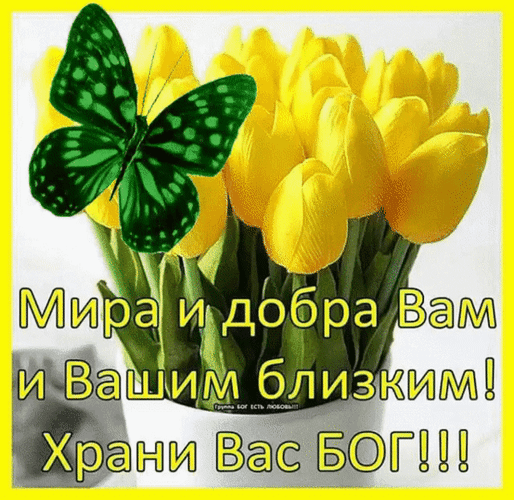 Душевная открытка с желтыми тюльпанами и бабочкой. Надпись: Мира и добра Вам и Вашим близким! Храни Вас БОГ!!!. Пожелание добра и благословения для близких. Анимированная открытка Мира и добра Вам и Вашим близким! Храни Вас Бог!