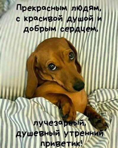 Доброе утро! Милый такс с душевным пожеланием для прекрасных людей с добрым сердцем. Идеальная картинка-приветик для мессенджеров и соцсетей. Открытка Лучезарный приветик