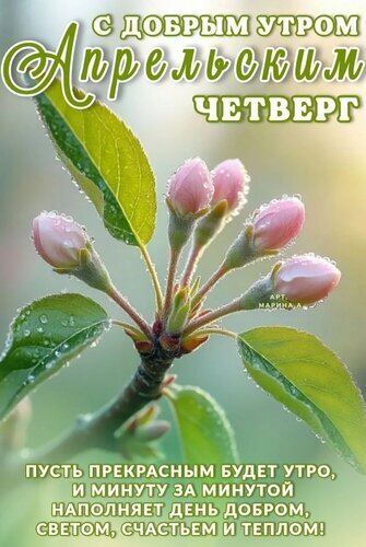 Доброе утро! Поздравляем с апрельским четвергом. Красивая открытка с нежными цветами и каплями росы и теплыми пожеланиями счастья и света. Открытка С добрым апрельским утром. Четверг. Пусть прекрасным будет утро, и минуту за минутой наполняет день