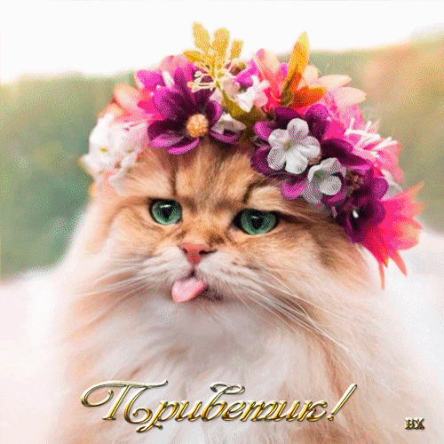 Милый рыжий кот в цветочном венке с высунутым языком и надписью «Приветчик!». Идеальная открытка для позитивного приветствия и поднятия настроения. Анимированная открытка Приветик!