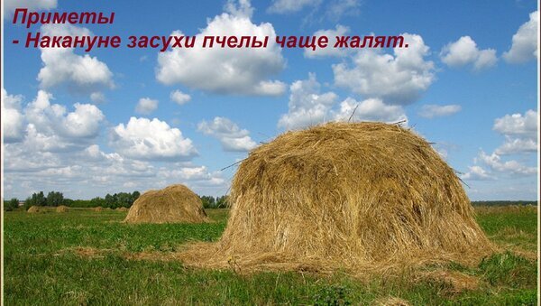 Народная примета о засухе и пчелах на фоне стогов сена и облачного неба. Открытка Приметы - Накануне засухи пчелы чаще жалят.