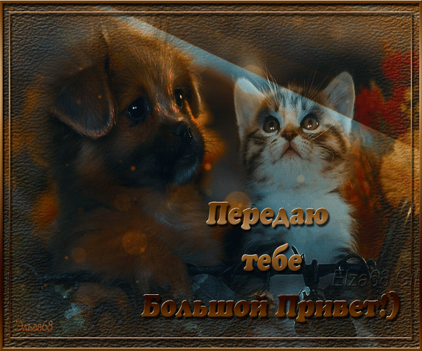 Милая открытка с щенком и котенком с надписью «Передаю тебе Большой Привет!)». Идеально подходит для дружеского приветствия и добрых пожеланий в соцсетях. Анимированная открытка Передаю тебе большой привет!