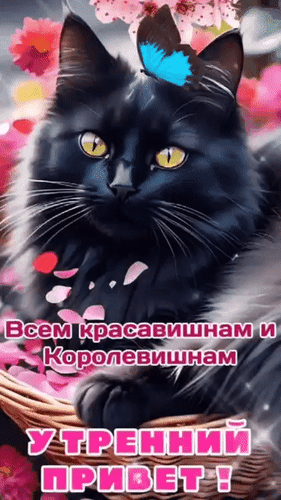 Милая открытка с черным котом, бабочкой и цветами. Текст: «Всем красавишням и Королевишням УТРЕННИЙ ПРИВЕТ!». Идеально для доброго утра и соцсетей. Анимированная открытка Всем красавишнам и королевишнам утренний привет!