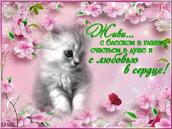 Милая открытка с котенком и цветами сакуры. Надпись: «Живи... с блеском в глазах, счастьем в душе и с любовью в сердце!». Идеально для душевных поздравлений. Открытка Живи с блеском в глазах счастьем в душе и с любовью в сердце!