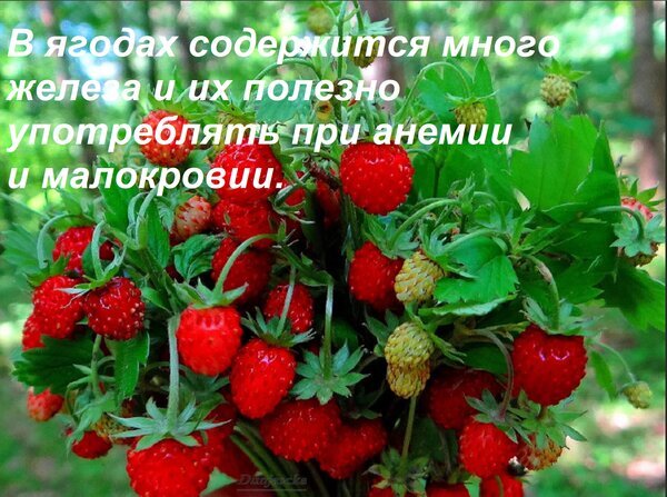 Полезные свойства земляники: ягоды, богатые железом, для борьбы с анемией и малокровием. Фото спелой земляники на ветке. Открытка В ягодах содержится много железа и их полезно употреблять при анемии и малокровии.