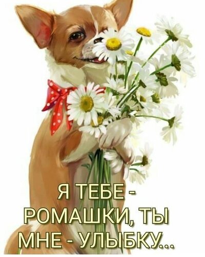 Милая картинка с чихуахуа и букетом ромашек. Надпись: «Я тебе — ромашки, ты мне — улыбку...». Идеально для романтических открыток и пожеланий нежности. Открытка Я тебе - ромашки, ты мне - улыбку...