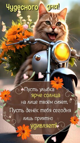Милая открытка с рыжим котом на скутере и цветами. Пожелание чудесного дня и ярких улыбок. Идеально для доброго утра и хорошего настроения! Открытка Чудесного дня! Пусть улыбка ярче солнца на лице твоем сияет,