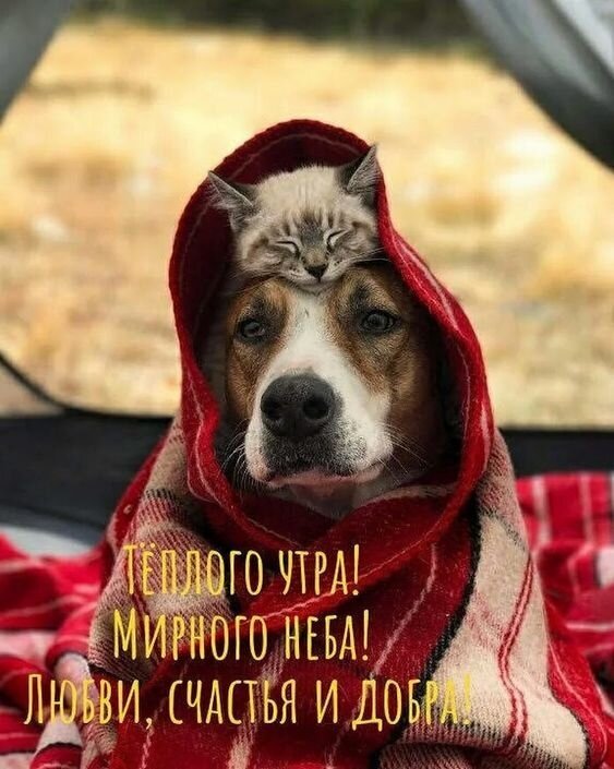 Милый котенок и собака под теплым пледом. Трогательная открытка с пожеланиями доброго утра, мирного неба, любви, счастья и добра. Открытка Теплого утра! Мирного неба! Любви, счастья и добра!
