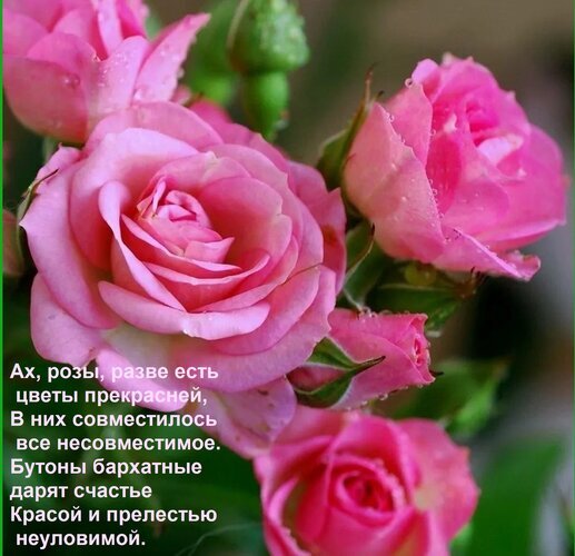 Нежные розовые бутоны роз в росе с поэтичными строками о красоте цветов. Эстетичное фото для романтического настроения и поздравлений. Открытка Ах, розы, разве есть цветы прекрасней, В них совместилось все несовместимое. Бутоны бархатные дарят
