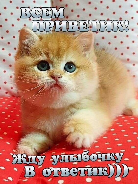 Милый рыжий котенок с голубыми глазами и надписью «Всем приветик! Жду улыбочку в ответ». Идеальная картинка-открытка для поднятия настроения в соцсетях. Открытка Привет! Жду улыбочку в ответ!