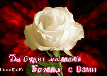 Белая роза с надписью «Да будет милость Божия с Вами». Духовная открытка с пожеланием благословения и божьей милости. Красивое христианское изображение. Анимированная открытка Да будет милость божия с вами