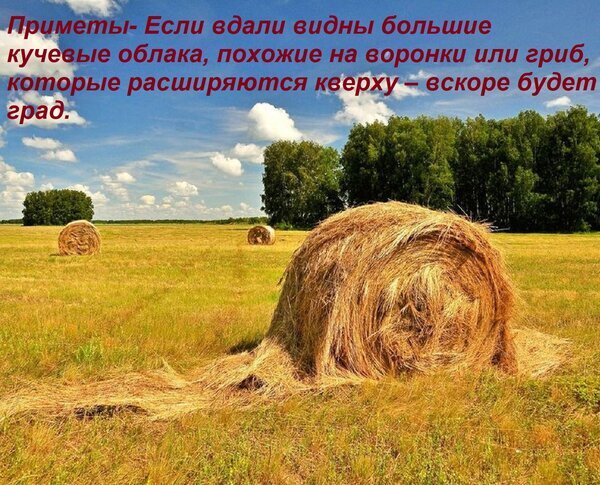 Летний пейзаж с тюками сена и надписью с народной приметой о приближающемся граде по виду кучевых облаков на небе. Открытка Приметы- Если вдали видны большие кучевые облака, похожие на воронки или гриб, которые расширяются к