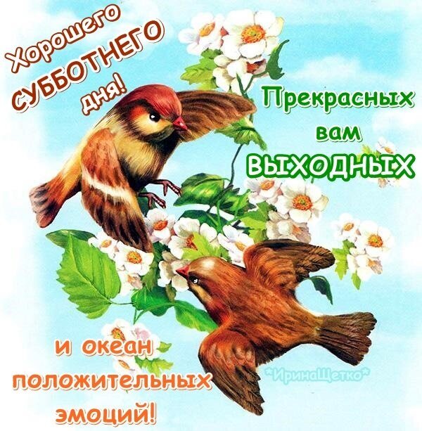 Поздравительная открытка с птицами и цветами: «Хорошего субботнего дня и прекрасных выходных!». Яркое пожелание позитивных эмоций для мессенджеров. Открытка Прекрасных вам выходных и океан положительных эмоций!