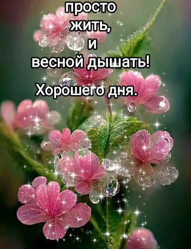 Красивые розовые цветы с росой и надписью «Просто жить, и весной дышать! Хорошего дня». Вдохновляющая весенняя открытка для пожелания хорошего дня. Открытка Просто жить, весной дышать! Хорошего дня.