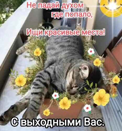 Мотивирующий мем с котом в цветах: «Не падай духом где попало, ищи красивые места! С выходными Вас». Позитивная картинка для отличного настроения. Открытка Не падай духом где попало, Ищи красивые места! С выходными Вас.