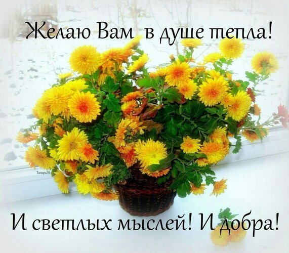 Душевная открытка с желтыми хризантемами и добрыми пожеланиями: «Желаю Вам в душе тепла, светлых мыслей и добра!» для отправки друзьям и близким. Открытка Желаю вам в душе тепла!