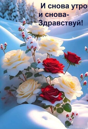 Красивая зимняя открытка с букетом красных и белых роз. Надпись: «И снова утро и снова — здравствуй!». Идеально для доброго утреннего пожелания. Открытка И снова утро и снова- Здравствуй!
