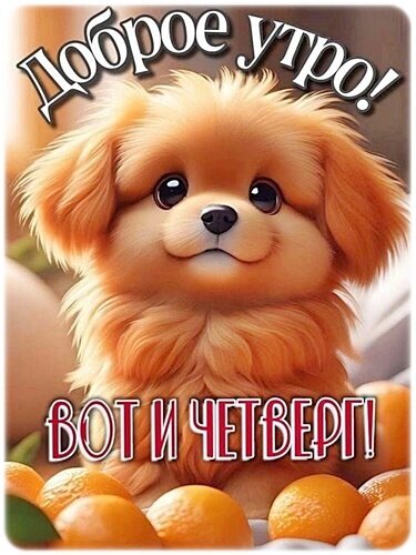 Милая открытка: пушистый щенок и мандарины. Надписи: «Доброе утро! Вот и четверг!». Идеально для добрых пожеланий в мессенджерах и соцсетях. Открытка Доброе утро!