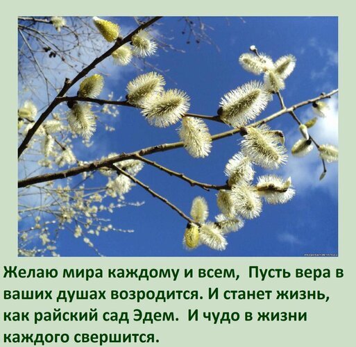 Весенняя верба на фоне синего неба с душевным пожеланием мира, веры и чудес. Красивая открытка с добрыми словами для вдохновения и радости. Открытка Желаю мира каждому и всем, Пусть вера в ваших душах возродится. И станет жизнь, как райский сад Эдем