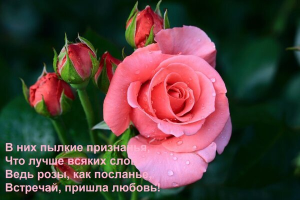 Романтичная картинка с розовыми розами и стихами о любви. Красивые цветы с каплями росы и вдохновляющая цитата для поздравлений и открыток. Открытка В них пылкие признанья, Что лучше всяких слов. Ведь розы, как посланье, Встречай, пришла любовь!