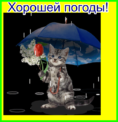 Милый котенок с цветами под зонтом под дождем. Поздравительная картинка с надписью «Хорошей погоды!» для поднятия настроения. Анимированная открытка Хорошей погоды!