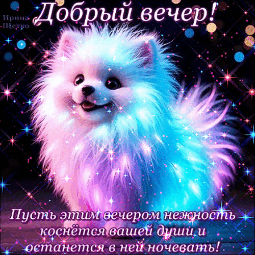 Милая открытка с пушистым шпицем на добрый вечер. Красивое пожелание нежности и уюта в сверкающем сказочном стиле. Идеально для отправки близким! Анимированная открытка Добрый вечер!