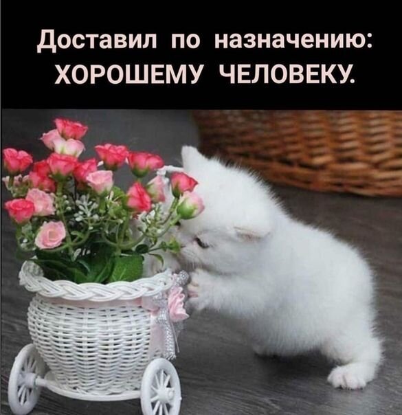 Милый мем с белым котенком и розовыми цветами. Надпись: Доставил по назначению: ХОРОШЕМУ ЧЕЛОВЕКУ. Позитивная картинка для настроения и добрых пожеланий. Открытка Доставил по назначению: Хорошему Человеку.