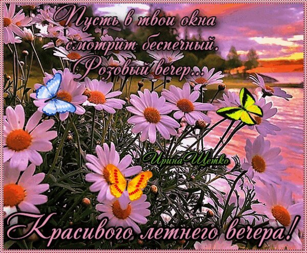 Открытка с розовыми цветами, бабочками и закатом. Текст: «Пусть в твои окна смотрит розовый вечер... Красивого летнего вечера!». Идеальное пожелание для близких. Открытка Красивого летнего вечера! Красивая открытка с изображением нежных розовых маргариток, украшенных яркими бабочками на фоне живописного летнего заката. На картинке размещен текст на русском языке: «Пусть в твои окна смотрит бесценный розовый вечер... Красивого летнего вечера!»