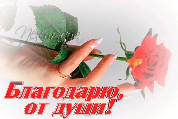 Красивая открытка с красной розой и надписью «Благодарю, от души!». Идеально для выражения искренней благодарности и теплых чувств. Анимированная открытка Благодарю от души! Эстетичное изображение женской руки с ухоженным маникюром, держащей ярко-красную розу. На переднем плане расположена крупная надпись на русском языке «Благодарю, от души!», выполненная красным шрифтом с белой обводкой
