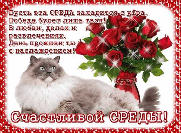 Красивая открытка «Счастливой среды!» с пушистым котом и букетом красных роз. Приятное пожелание удачи, любви и наслаждения в середине недели. Анимированная открытка Счастливой среды Красочная поздравительная открытка, посвященная среде. На изображении уютно лежит пушистый серый кот с голубыми глазами на фоне пышного букета ярко-красных роз в вазе. Картинка украшена блестящими искрами и декоративной красной рамкой