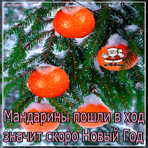 Новогодняя открытка с мандаринами на заснеженных ветках ели и надписью «Мандарины пошли в ход — значит, скоро Новый Год». Праздничная зимняя атмосфера. Анимированная открытка Мандарины пошли в ход, значит скоро Новый год! Атмосферная поздравительная открытка с изображением спелых мандаринов, висящих на заснеженных ветках ели. На картинке виден забавный персонаж Санта-Клауса. Текст на русском языке гласит: «Мандарины пошли в ход — значит, скоро Новый Год». Изображение передает уютную праздничную атмосферу зимних праздников, предвкушение Нового года и Рождества