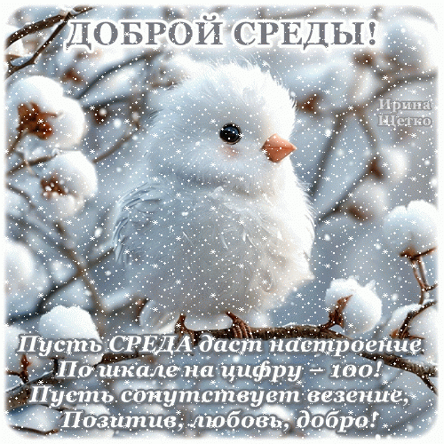 Доброй среды! Милая открытка с пушистым цыпленком и пожеланиями позитива, любви и удачи на все 100%. Отправьте близким для отличного настроения! Анимированная открытка Со средой Милая поздравительная открытка с изображением пушистого белого цыпленка на фоне зимнего пейзажа с хлопком. На картинке надпись «Доброй среды!» и доброе пожелание: пусть среда подарит отличное настроение на все 100%, удачу, позитив, любовь и добро
