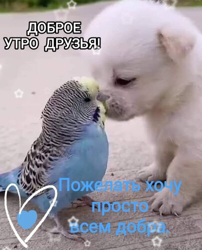 Милый щенок целует попугайчика. Картинка с добрыми пожеланиями: «Доброе утро, друзья! Желаю всем добра». Идеально для настроения и соцсетей. Открытка Пожелать хочу просто всем добра. Доброе утро. Милое и позитивное изображение, на котором маленький белый щенок нежно целует волнистого попугая. На картинке наложен текст на русском языке: «ДОБРОЕ УТРО ДРУЗЬЯ!» в верхней части и «Пожелать хочу просто всем добра» в нижней части. Изображение украшено декоративными белыми звездами и сердечком
