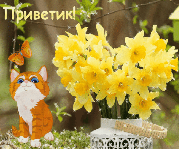 Милая открытка «Приветик!» с рыжим котенком, оранжевой бабочкой и букетом желтых нарциссов. Яркая весенняя картинка для хорошего настроения! Анимированная открытка Приветик! цветок Красочная и позитивная поздравительная открытка с милым рыжим котенком и букетом ярко-желтых нарциссов. На переднем плане сидит очаровательный мультяшный котенок с большими глазами, рядом с которым порхает оранжевая бабочка. В центре композиции — пышный букет солнечных цветов в белой декоративной вазе. В верхней части изображения расположена надпись «Приветик!» золотистым шрифтом. Изображение наполнено волшебными искрами и мягким солнечным светом, создавая праздничное и теплое весеннее настроение