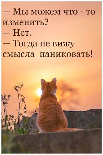 Рыжий кот на закате и философская цитата о спокойствии: «Если мы ничего не можем изменить, нет смысла паниковать». Мотивационная картинка для соцсетей. Открытка Мы можем что-то изменить? Эстетичная картинка с рыжим котом, сидящим спиной к зрителю и смотрящим на закат. На изображении наложен мотивирующий текст на русском языке: «— Мы можем что-то изменить? — Нет. — Тогда не вижу смысла паниковать!»