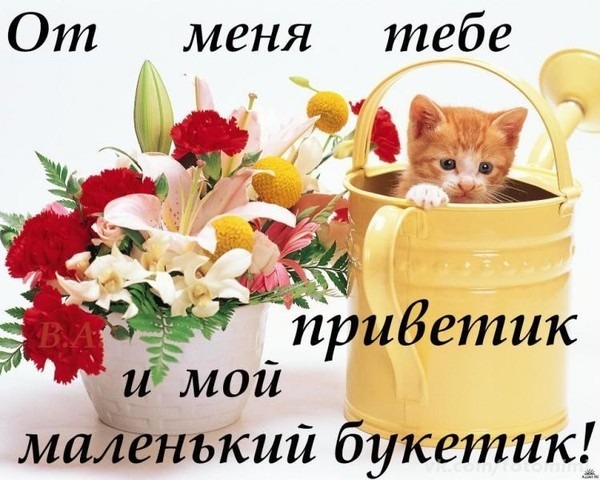 Милая открытка с рыжим котенком в ведерке и букетом цветов. Надпись: «От меня тебе приветик и мой маленький букетик!». Идеально для доброго пожелания. Открытка От меня тебе приветик и мой маленький букетик Красивая и милая открытка с изображением очаровательного рыжего котенка, сидящего в желтом ведерке, и роскошного букета ярких цветов (красные гвоздики, лилии и золотистые шаровидные цветы). На картинке расположен поздравительный текст на русском языке: От меня тебе приветик и мой маленький букетик! Милая открытка с рыжим котенком в ведерке и букетом цветов. Надпись: «От меня тебе приветик и мой маленький букетик!». Идеально для доброго пожелания. Открытка От меня тебе приветик и мой маленький букетик Красивая и милая открытка с изображением очаровательного рыжего котенка, сидящего в желтом ведерке, и роскошного букета ярких цветов (красные гвоздики, лилии и золотистые шаровидные цветы). На картинке расположен поздравительный текст на русском языке: От меня тебе приветик и мой маленький букетик!