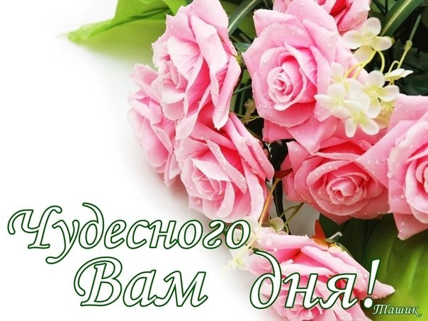 Поздравительная открытка с нежными розовыми розами и надписью «Чудесного Вам дня!». Идеальное пожелание хорошего настроения и прекрасного дня для близких. Открытка Чудесного вам дня Красивая поздравительная открытка с нежными розовыми розами на белом фоне. На изображении крупным планом изображен пышный букет розовых цветов с капельками росы, создающими эффект свежести. Поверх картинки нанесена вдохновляющая надпись на русском языке: «Чудесного Вам дня!», выполненная изящным зеленым шрифтом с белым контуром