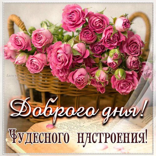 Открытка с розовыми розами в корзине и надписью «Доброго дня! Чудесного настроения!». Красивое пожелание доброго дня и отличного настроения. Открытка Доброго дня чудесного настроения Красивая открытка с букетом нежных розовых роз в плетеной корзине на фоне раскрытой книги. На изображении расположена поздравительная надпись на русском языке: «Доброго дня! Чудесного настроения!». Идеальное изображение для отправки в мессенджерах и социальных сетях, чтобы пожелать доброго дня, вдохновения и прекрасного настроения близким людям, друзьям или коллегам