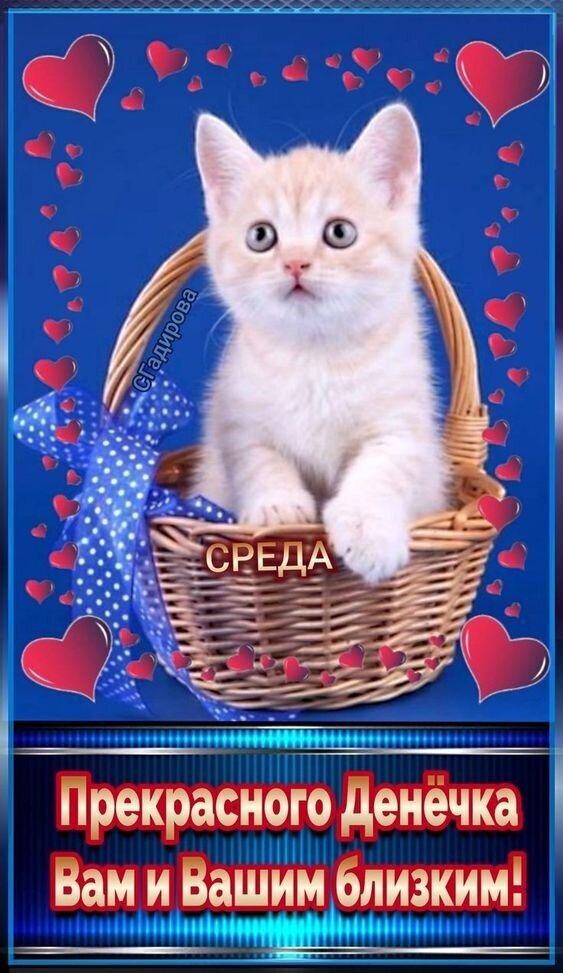 Милый котенок в корзинке с пожеланием прекрасного дня в среду. Красивая открытка с сердцами для отправки близким в WhatsApp и соцсетях. Открытка Прекрасного денечка в Среду! Милое изображение с рыжим котенком, сидящим в плетеной корзинке, украшенной синим бантом в белый горошек. Фон ярко-синий, декорированный красными сердцами. На картинке расположены надписи на русском языке: «Среда» и пожелание «Прекрасного денечка вам и вашим близким!»